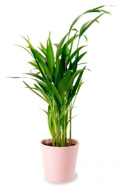 Areca dypsis lutescens Ø10,5cm