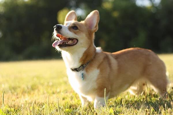 Pembroke Welsh Corgi - Puppies, Rescue, Pictures, Information, Temperament, Characteristics | Animals Breeds