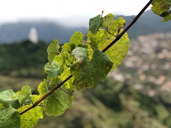 Tours - Madeira Slow Tourism