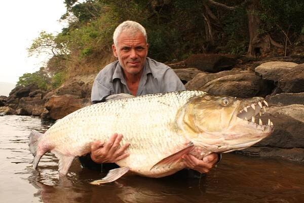 goliath tigerfish