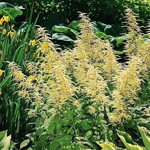 How to Plant and Grow Goatsbeard