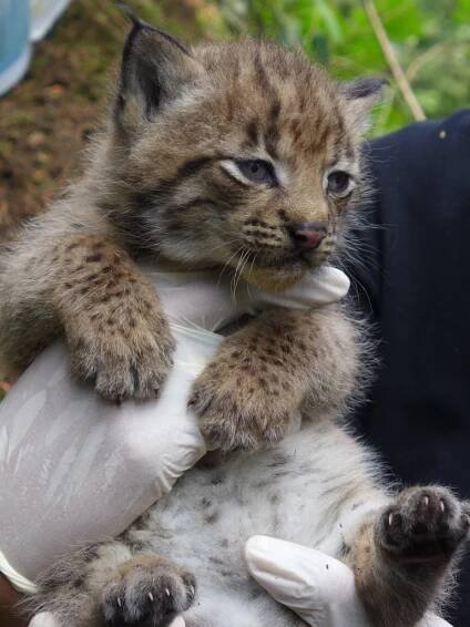 Rys ostrovid vo Falckom lese - Národná zoo Bojnice