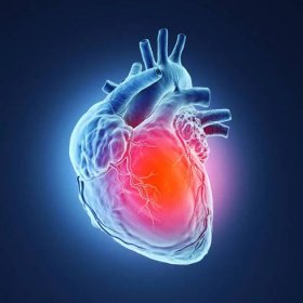 3d učinilo lidské srdce. - lidské srdce srdce jako orgán - stock snímky, obrázky a fotky