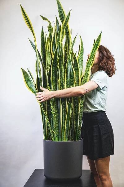 Sansevieria trifasciata 