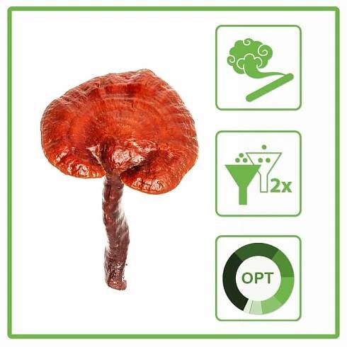 Kvalita a charakter Duanwood Red Reishi - Reishi, Ganoderma, Lingzhi, Lesklokorka lesklá