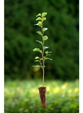 Buk lesní (Fagus sylvatica) Velikost 36-50 cm ( QP 60 )
