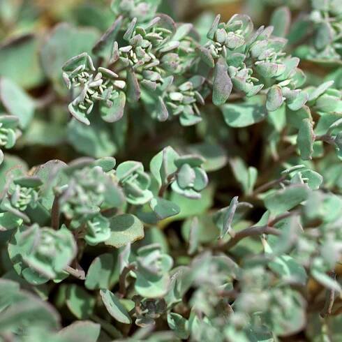 cauticola