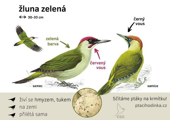 Určování ptáků - Ptačí hodinka