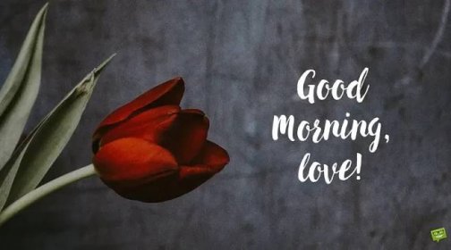 "Good Morning, love" on image of tulip. | Birthday Wishes Expert