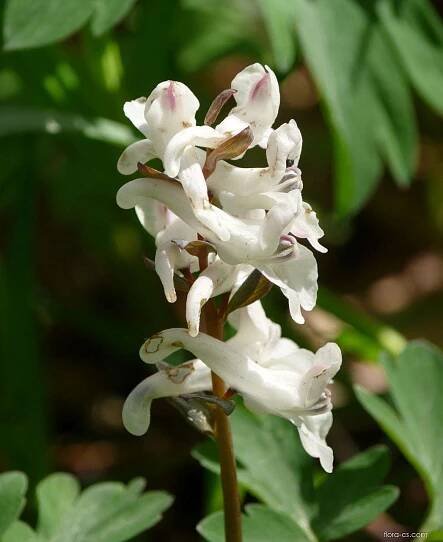 Dymnivka dutá (Corydalis cava)
