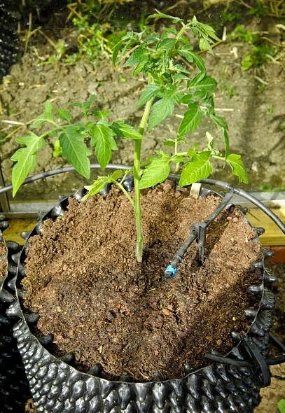 Air-Pot Gardener | Growing better plants with Air-Pot containers. 