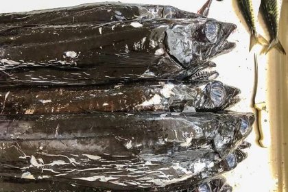 Black and long scary looking fish on a market stall