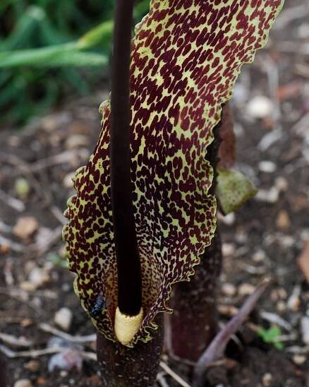 Sauromatum venosum