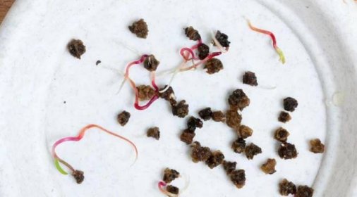 Namáčení semen řepy před výsadbou: příprava a zpracování