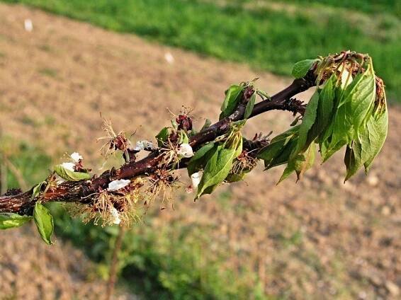 Ochrana proti moniliové spále peckovin (Monilinia laxa)