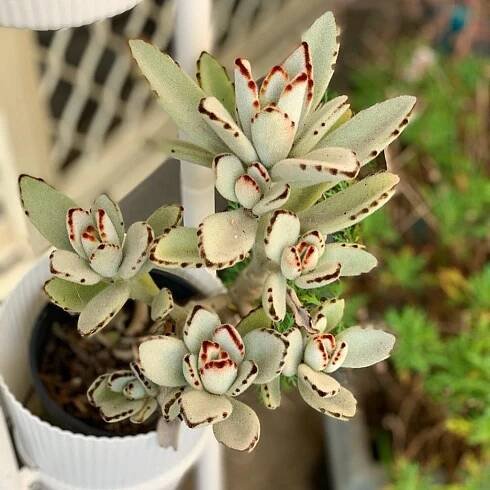 Panda Plant 