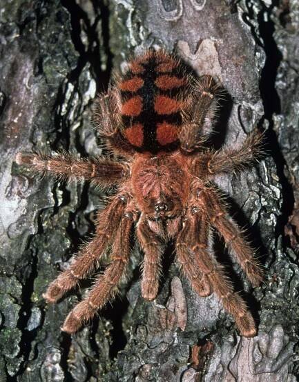 Avicularia minatrix Pocock 1903, female, Falc¢n State, Venezuela. (Photo - J. Huff)