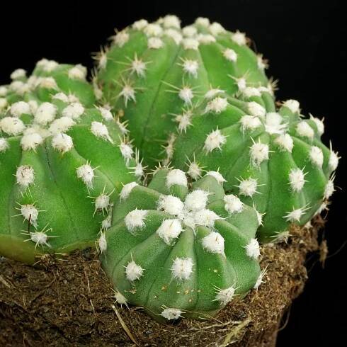 Bauernkaktus Echinopsis subdenudata