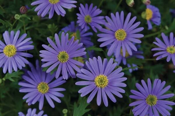 Brachyscome-multifida-Brasco™-Violet©Florensis-2