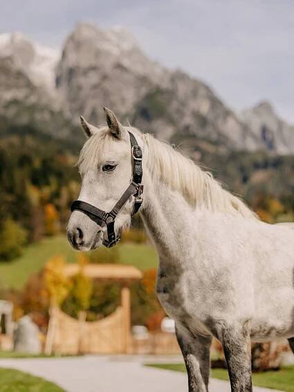 Weißes Pferd im Forsthofgut Namens Pumukel