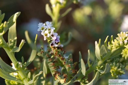  Wild Heliotrope - Heliotropium curassavicum