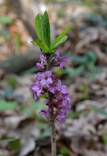 Lýkovec jedovatý (Daphne mezereum)