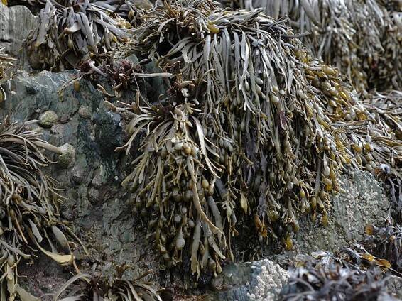 Modal: Ascophyllum nodosum  on full salinity mid eulittoral rock