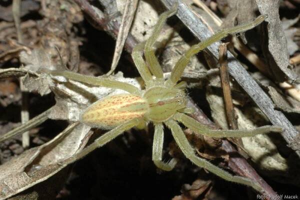 Česká arachnologická společnost - Micrommata virescens (Clerck, 1757) [maloočka smaragdová] → Čeleď: Sparassidae → Rod