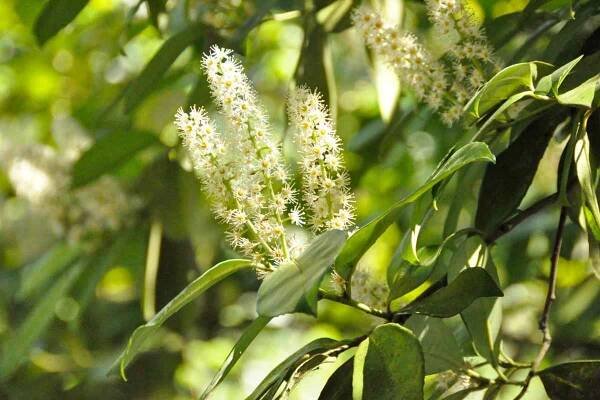 Prunus laurocerasus rotundifolia - care and maintenance