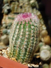 Kaktusy/sukulenty: Echinocereus rigidissimus v. rubrispinus - Dům a zahrada