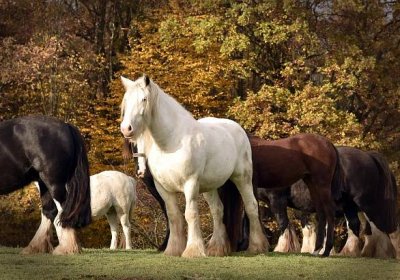 Koně z pohádek žijí u vesničky na Chrudimsku. Plemenu se říká cikánský kůň