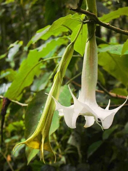 Brugmansia_aurea