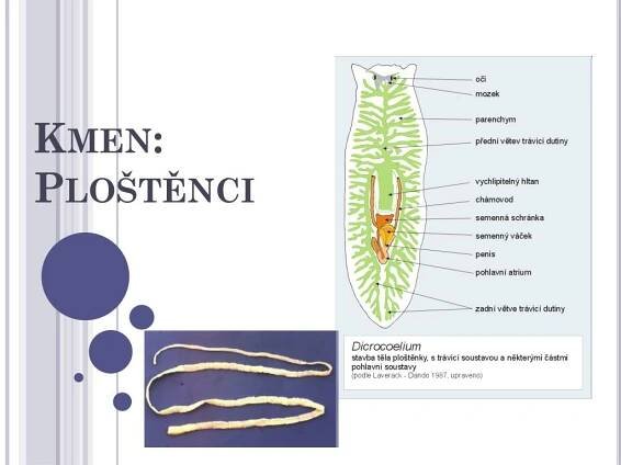 PPT - Kmen: Ploštěnci PowerPoint Presentation, free download - ID:2955646