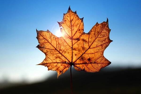 Maple Leaf - Canada