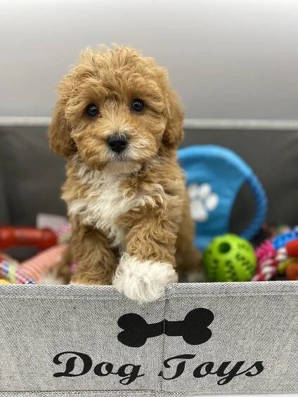 Cavapoochons | Licensed Breeders Cavapoochon UK