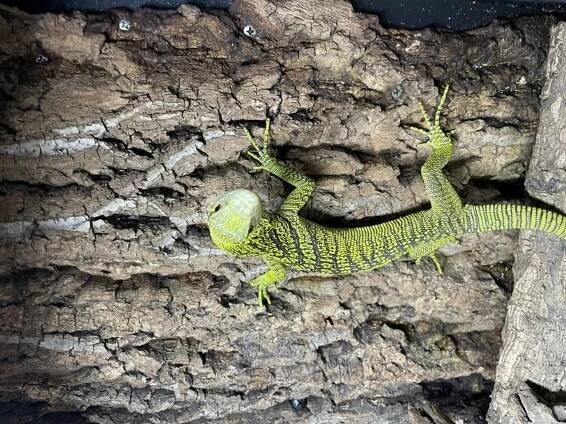 Varanus reisingeri is one of the subspecies in the Varanus prasinus-complex. The base-color of the body is bright yellow with a black fish bone-like signing on the back of the animal the snout ( (4)