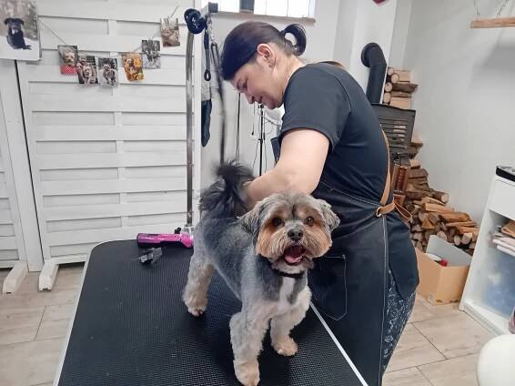 Psí salon v Tachově nabízí také ozonovou terapii. Pejsci jsou nadšení