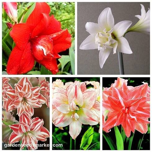 Hippeastrum - dvojzubec amaryllis - výběr pěti odrůd