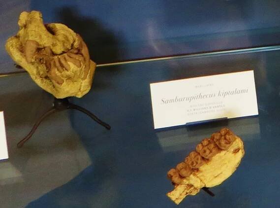 Samburupithecus kiptalami