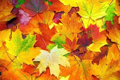 Podzimní barevné listí pozadí — Stock obrázek