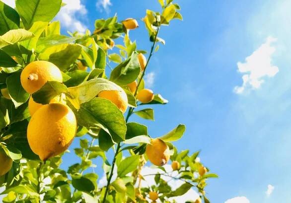 Sorrento lemon tour ()