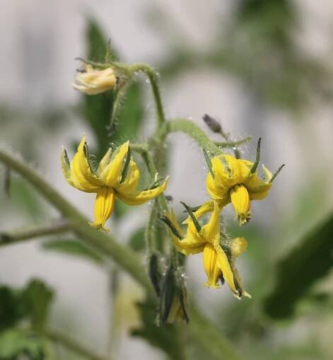 Solanum lycopersicum L. - Portale della Flora d'Italia / Portal to the Flora of Italy