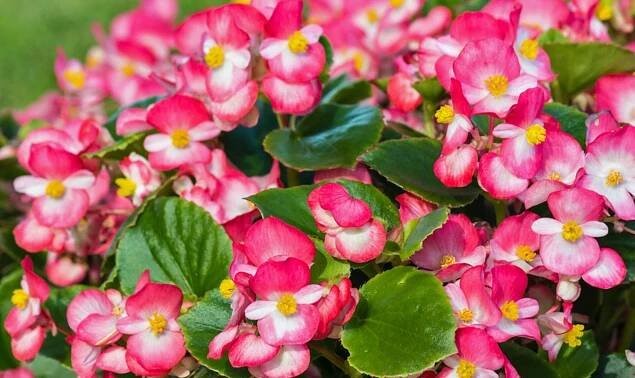 Eisbegonie (Begonia semperflorens)