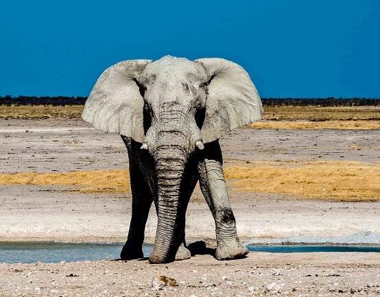 alan-powell-new-mexico-animal-photographer-24-of-33