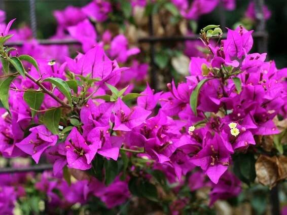 Bougainvillea Pruning: When Should I Prune A Bougainvillea