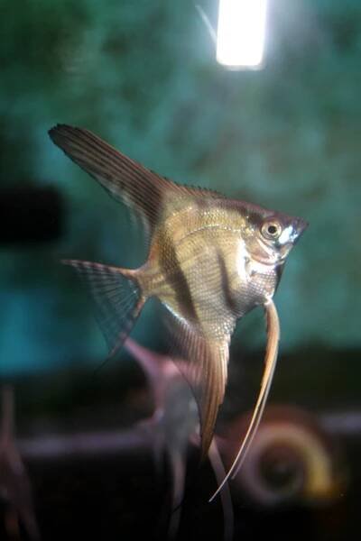 Shop | Live Rare Angelfish For Sale - Angelmania
