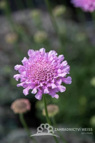 HLAVÁČ RŮŽOVÝ - SCABIOSA FLUTTER ROSE PINK