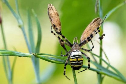 A wasp spider in a garden in August 2021