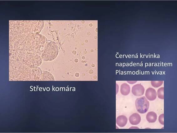 PPT - Malárie „Královna nemocí“ PowerPoint Presentation, free download - ID:5680883
