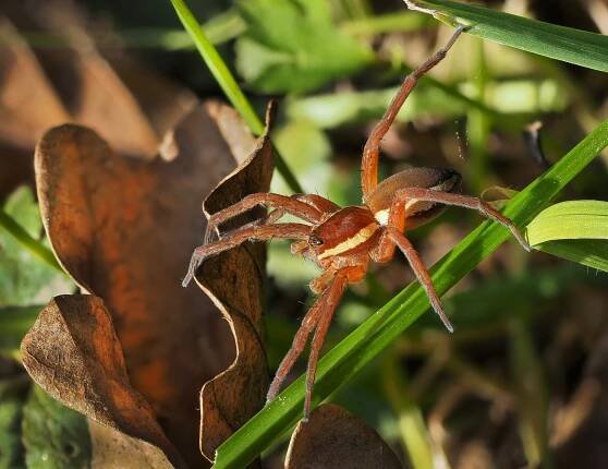 File:Raft spider (Dolomedes cf fimbriatus (Pisauridae)).jpg